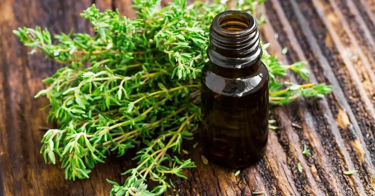 Olejek tymiankowy w buteleczce, obok pęczek tymianku