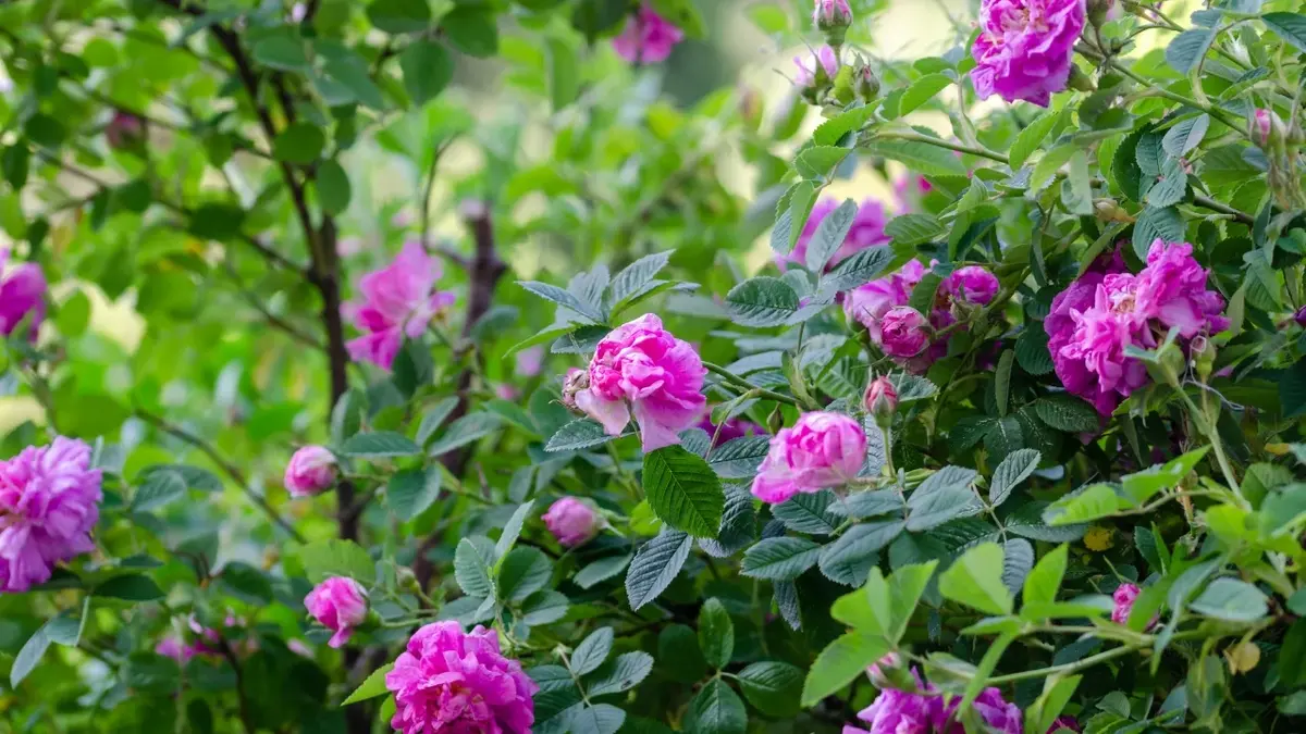 Róża Damasceńska w ogrodzie