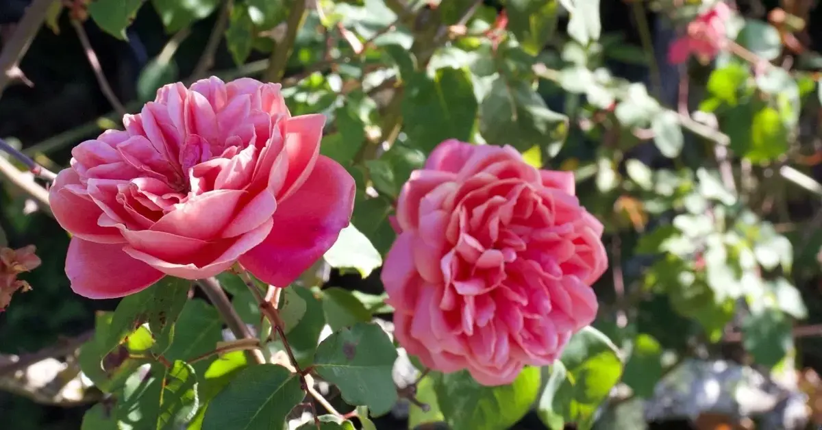 Róża Damasceńska w ogrodzie