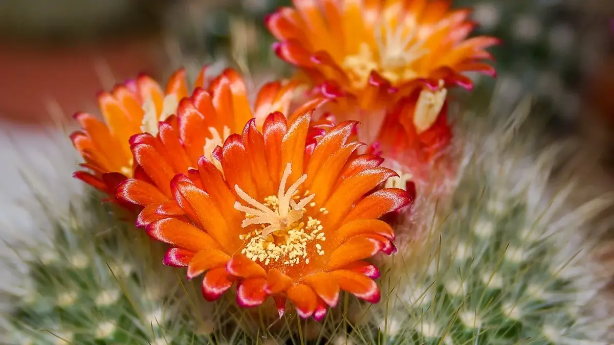 Zbliżenie na pomarańczowe kwiaty kaktusa