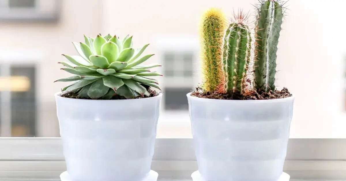 Dwa kaktusy w doniczce