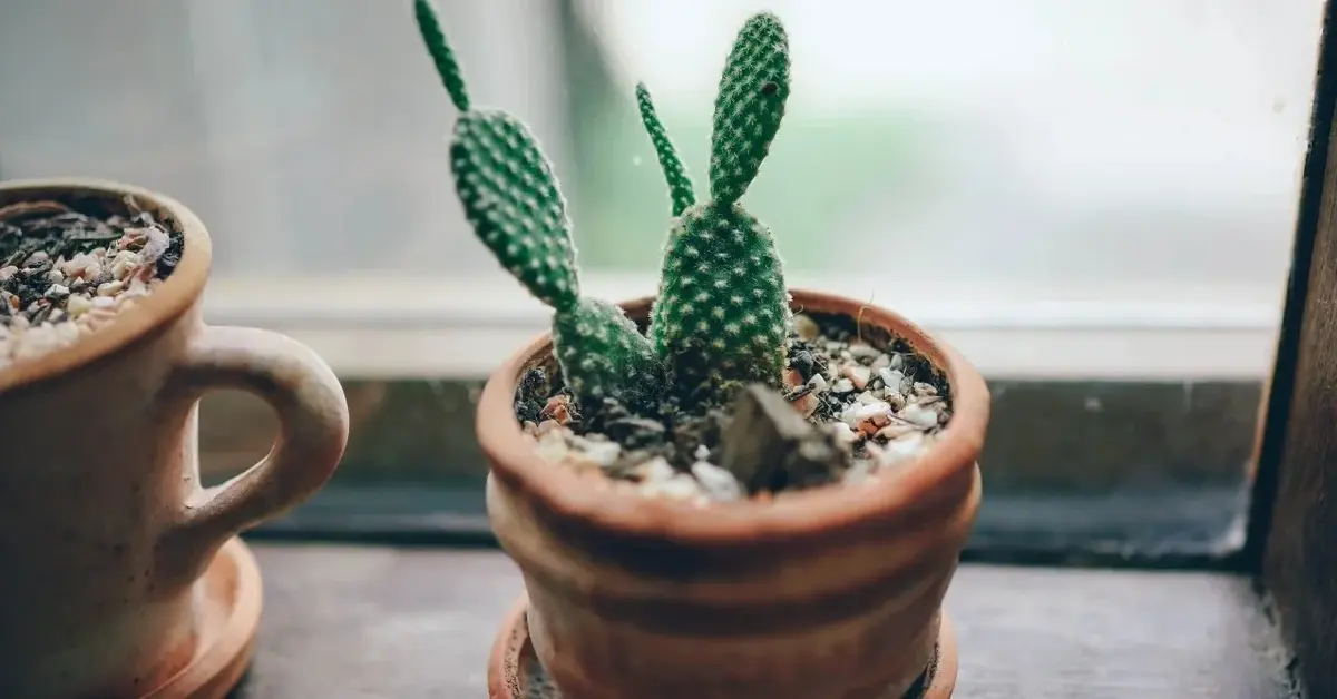 Kaktus w doniczce na parapecie