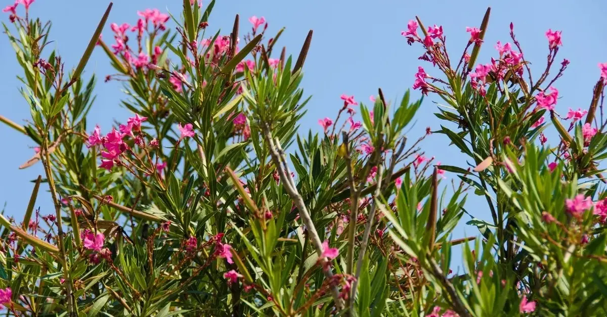 Oleander na tle niebia
