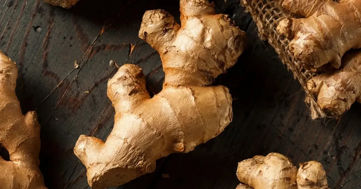 Korzeń imbiru na ciemnym tle