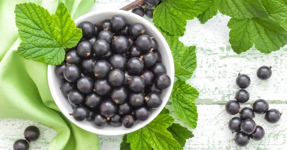 Czarna porzeczka w miseczce