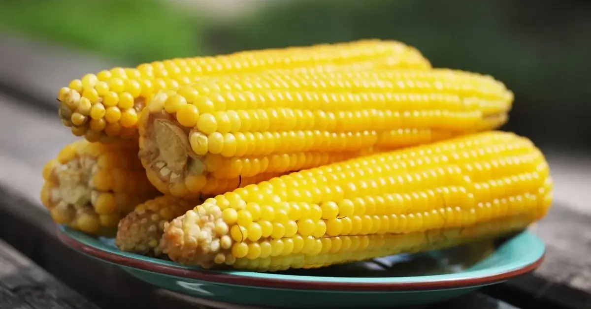 Kolby kukurydzy gotowanej na talerzyku 