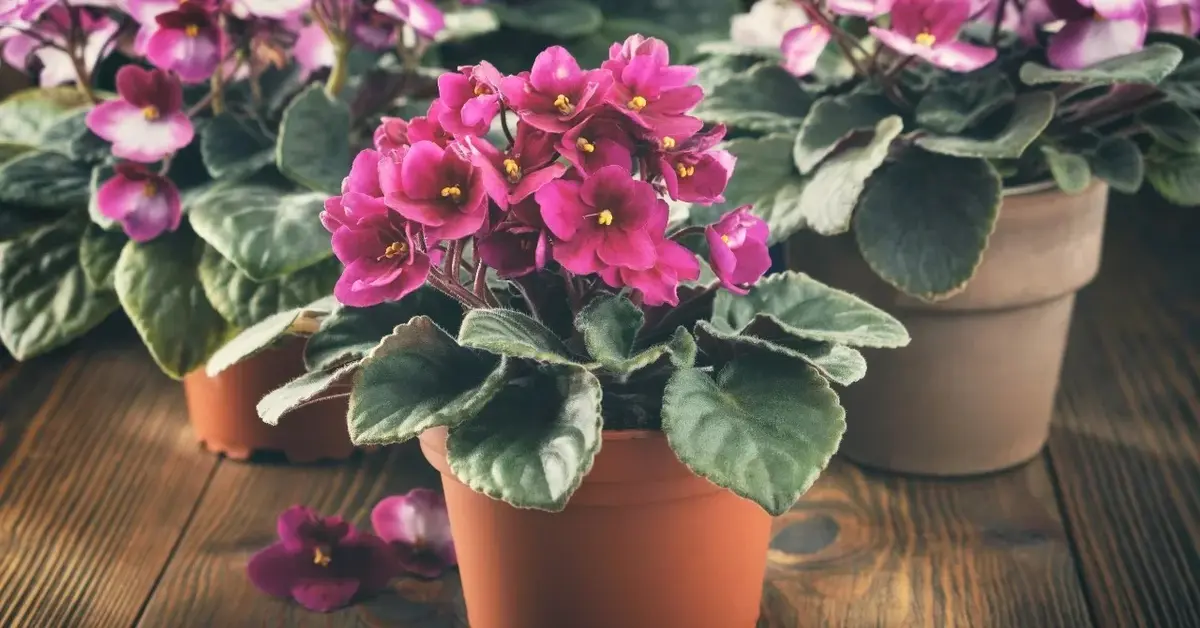 Fiołek afrykański w doniczce