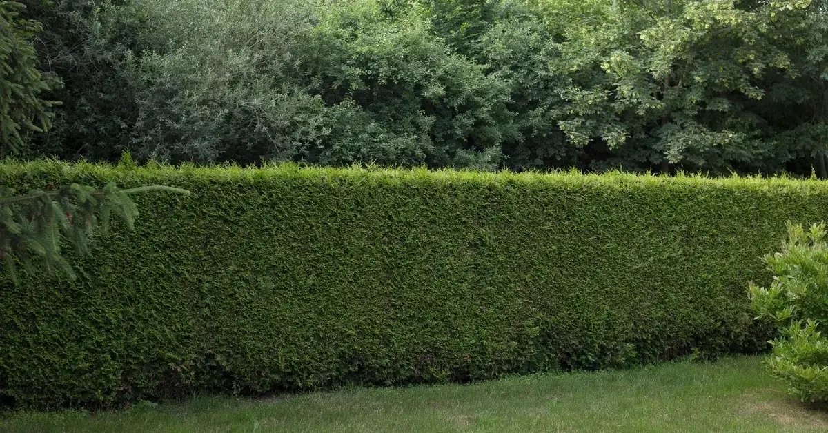 Żywopłot w ogrodzie