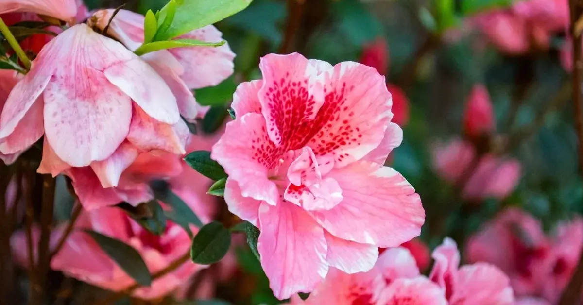 kwiaty hibuskusa ogrodowego