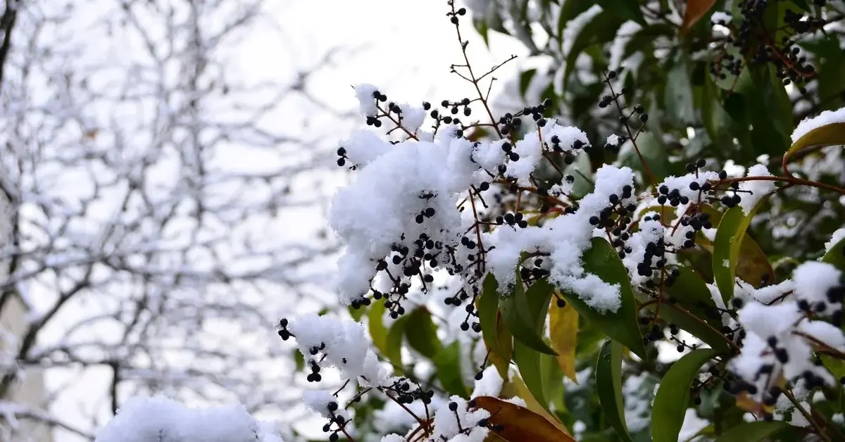 Oleander pod śniegiem