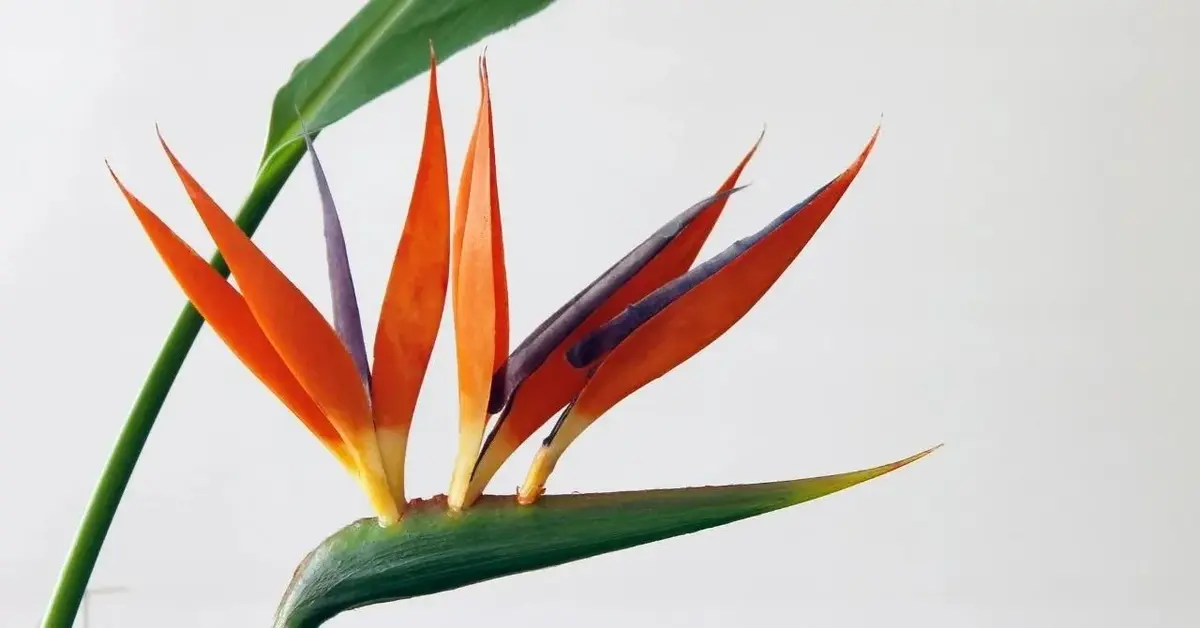 Główne zdjęcie - Strelicja - niezwykły kwiat z Afryki