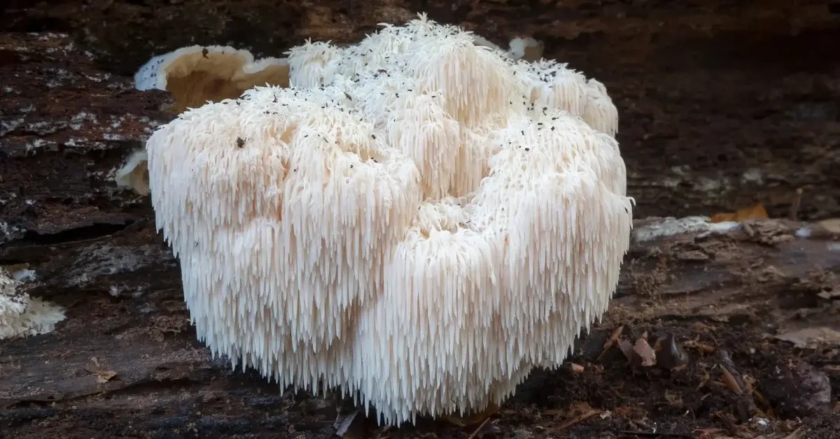 Hericium erinaceus na pniu w lesie