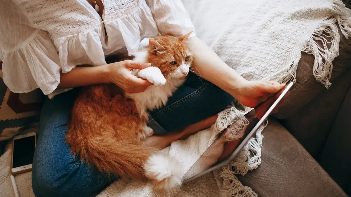 Rudy kot leżący na kolanach kobiety trzymającej tablet 