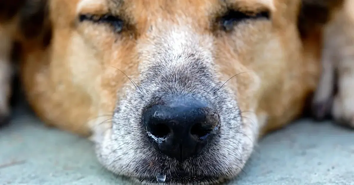 Pysk psa leżącego z zamkniętymi oczami