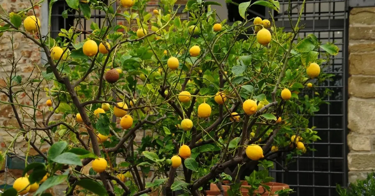 Cytryna zwyczajna w ogrodzie