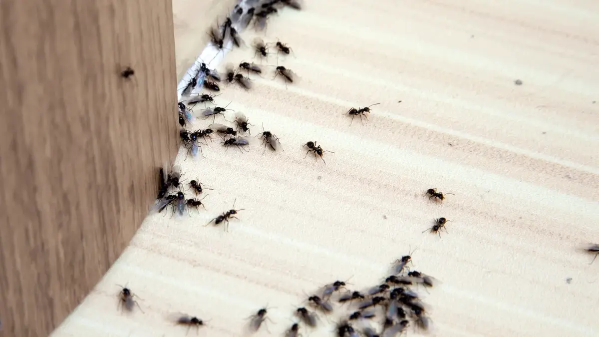 Mrówki w domu 