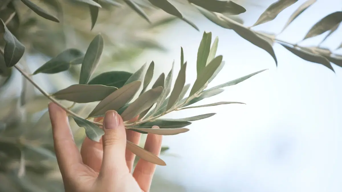 Liście drzewka oliwnego i dłoń je dotykająca 