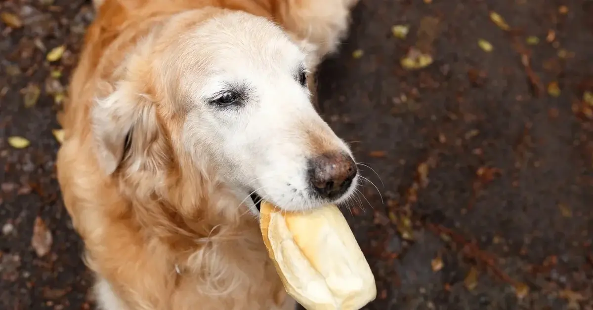 Pies z kromką chleba w pysku 