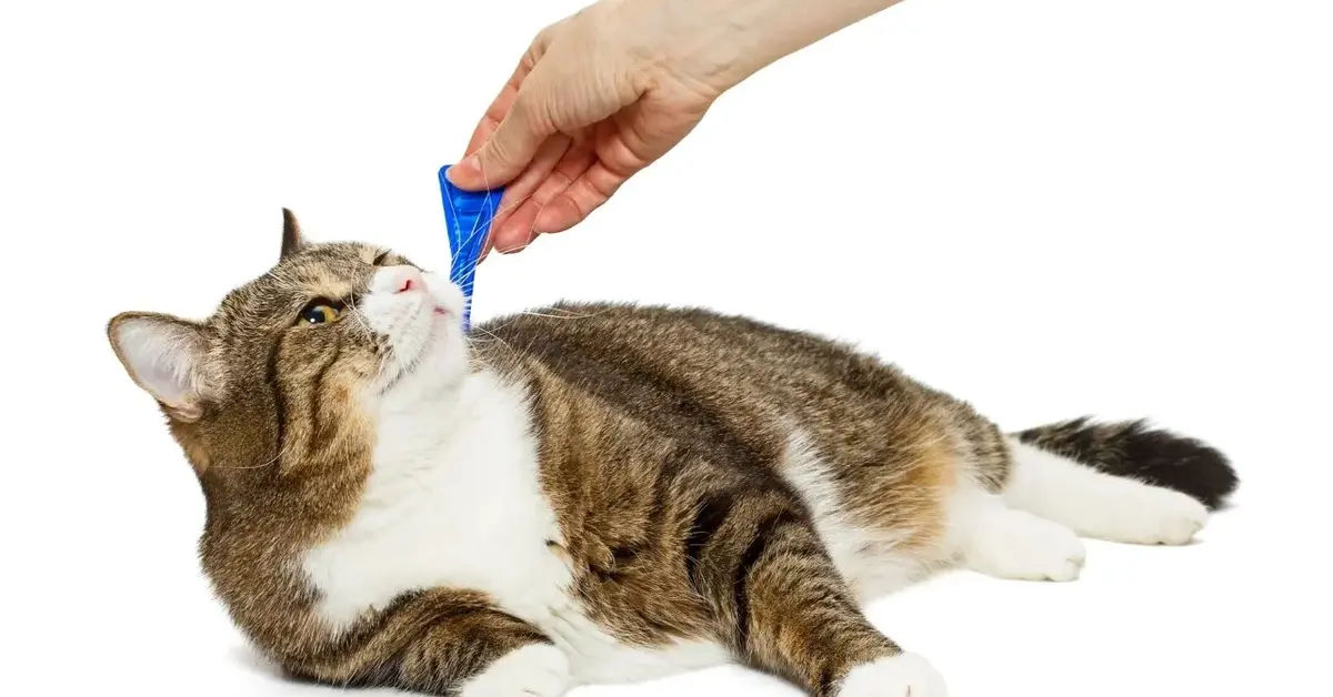 Wyjmowanie kleszcza z sierści u kota