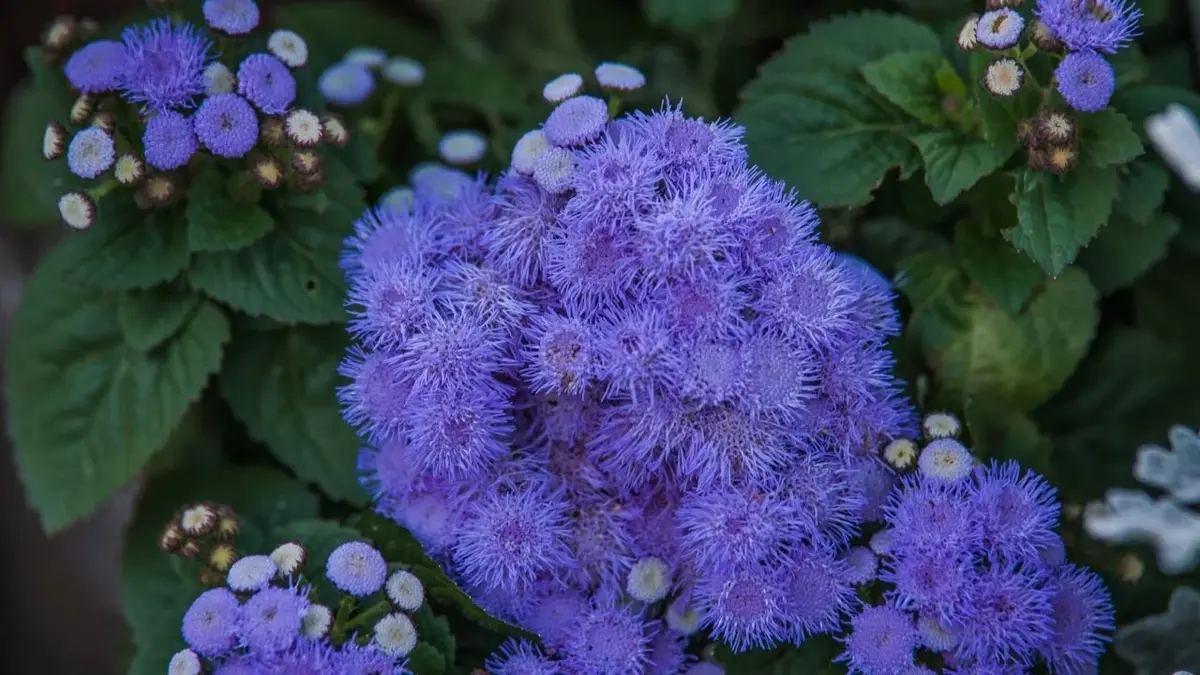 Żeniszek meksykański - piękna roślina o niebieskich kwiatach
