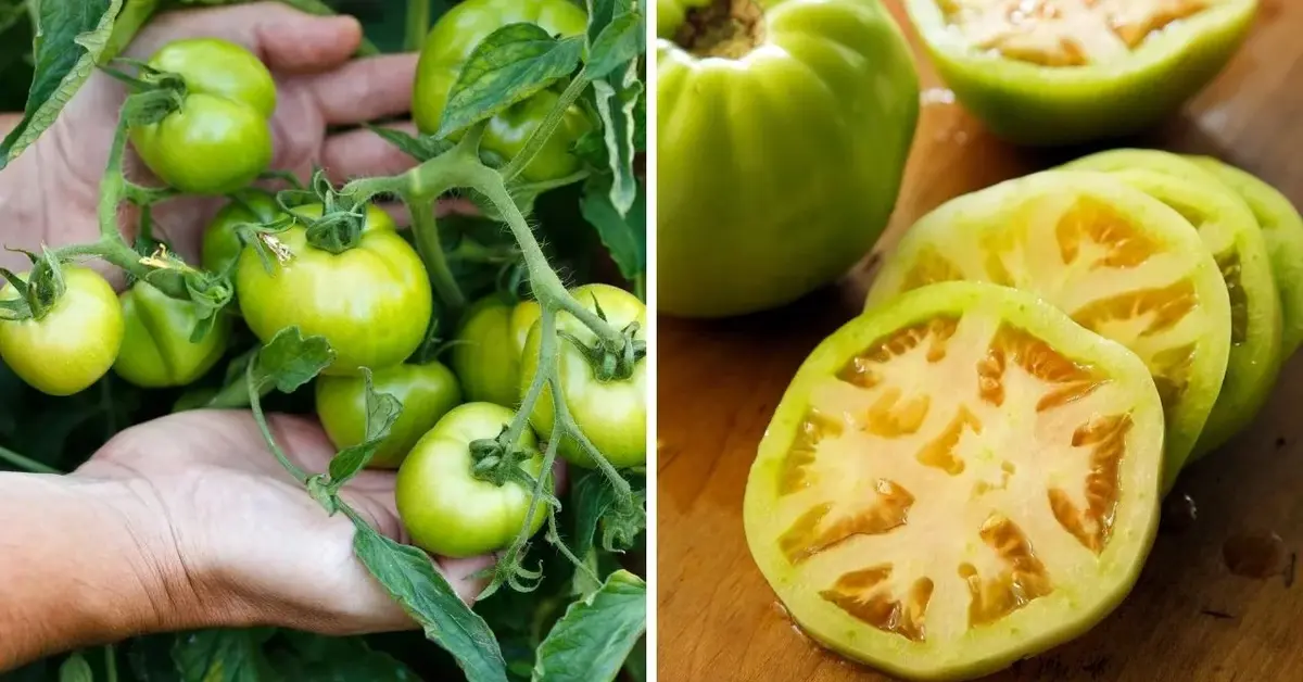 Zielone pomidory. Jak wykorzystać pomidory, które nie zdążą dojrzeć na krzaku?