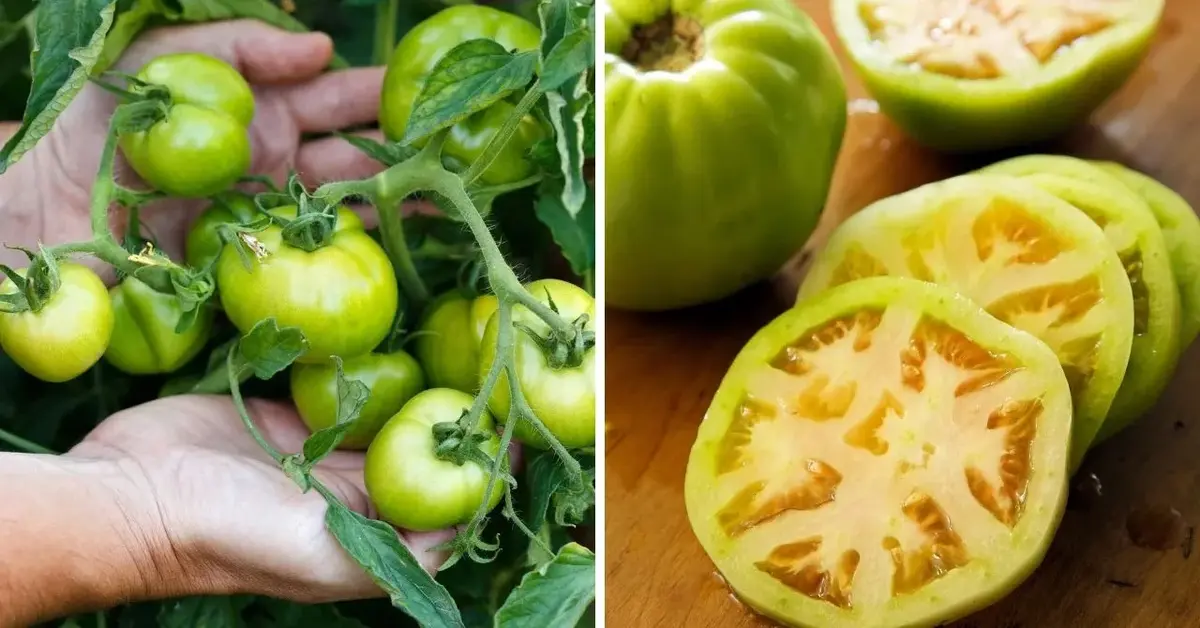 Zielone pomidory. Jak wykorzystać pomidory, które nie zdążą dojrzeć na krzaku?