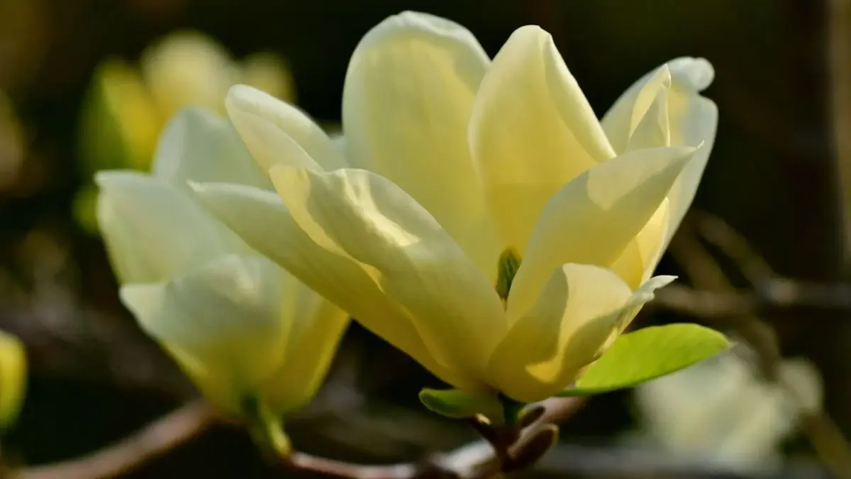 Magnolia o żółtych kwiatach