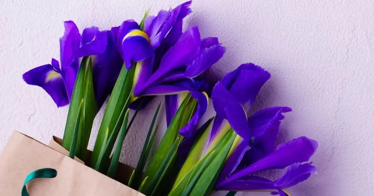 fioletowe kwiaty na dzień matki dla teściowej