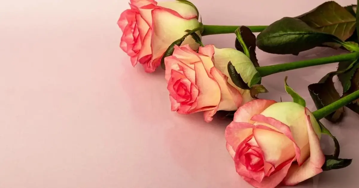 kolorowe róże na imieniny dla agnieszki