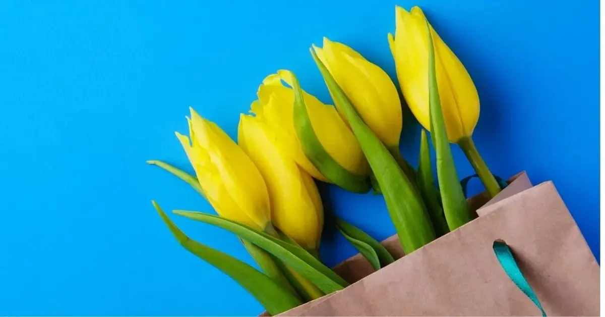 żółte tulipany na niebieskim tle 