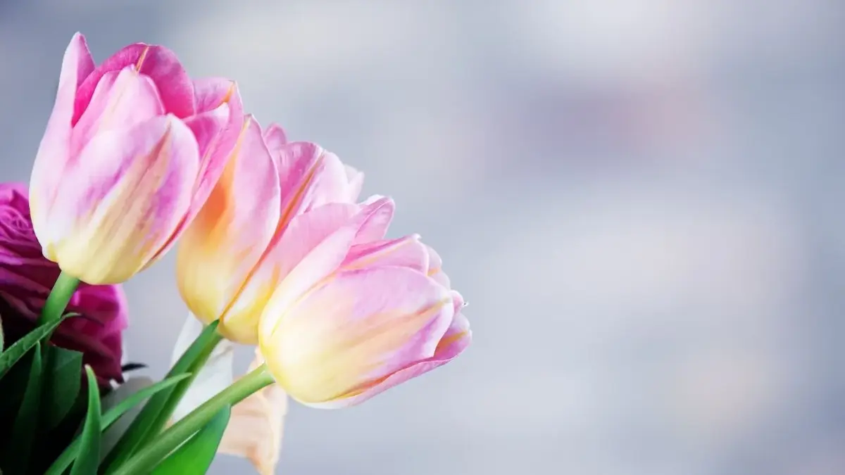 kremowo-fioletowe tulipany na imieniny 
